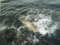 muskie splash muskie splash