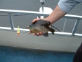 Bluegill gude copy Bluegill gude copy