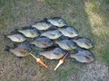 catch catch
