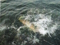 muskie-splash muskie-splash